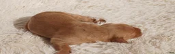 Golden Retriever dogs for sale: Daisy -AKC, Genetically Clear - Ad 45