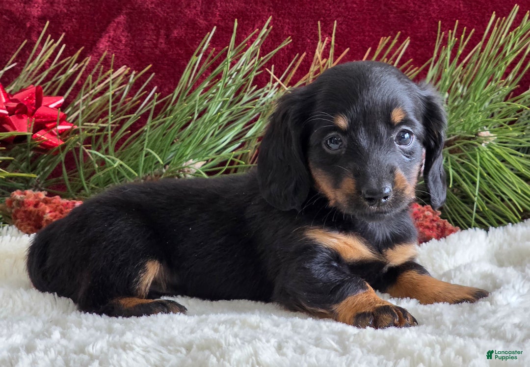 Miniature Dachshund dogs for sale: Kate - Ad 6