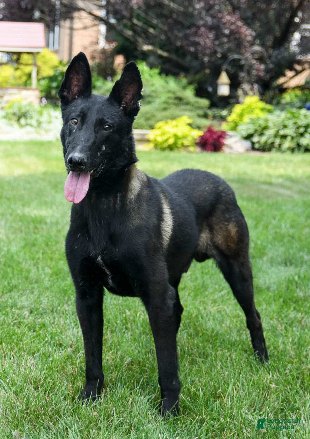 Belgian Malinois dogs for sale: Taffy  - Ad 4