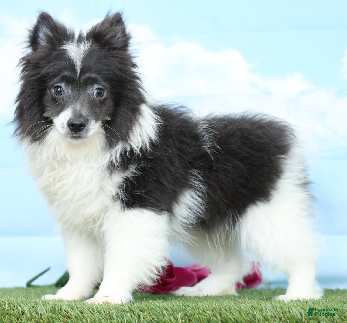 Pomeranian dogs Barney - Ad 1