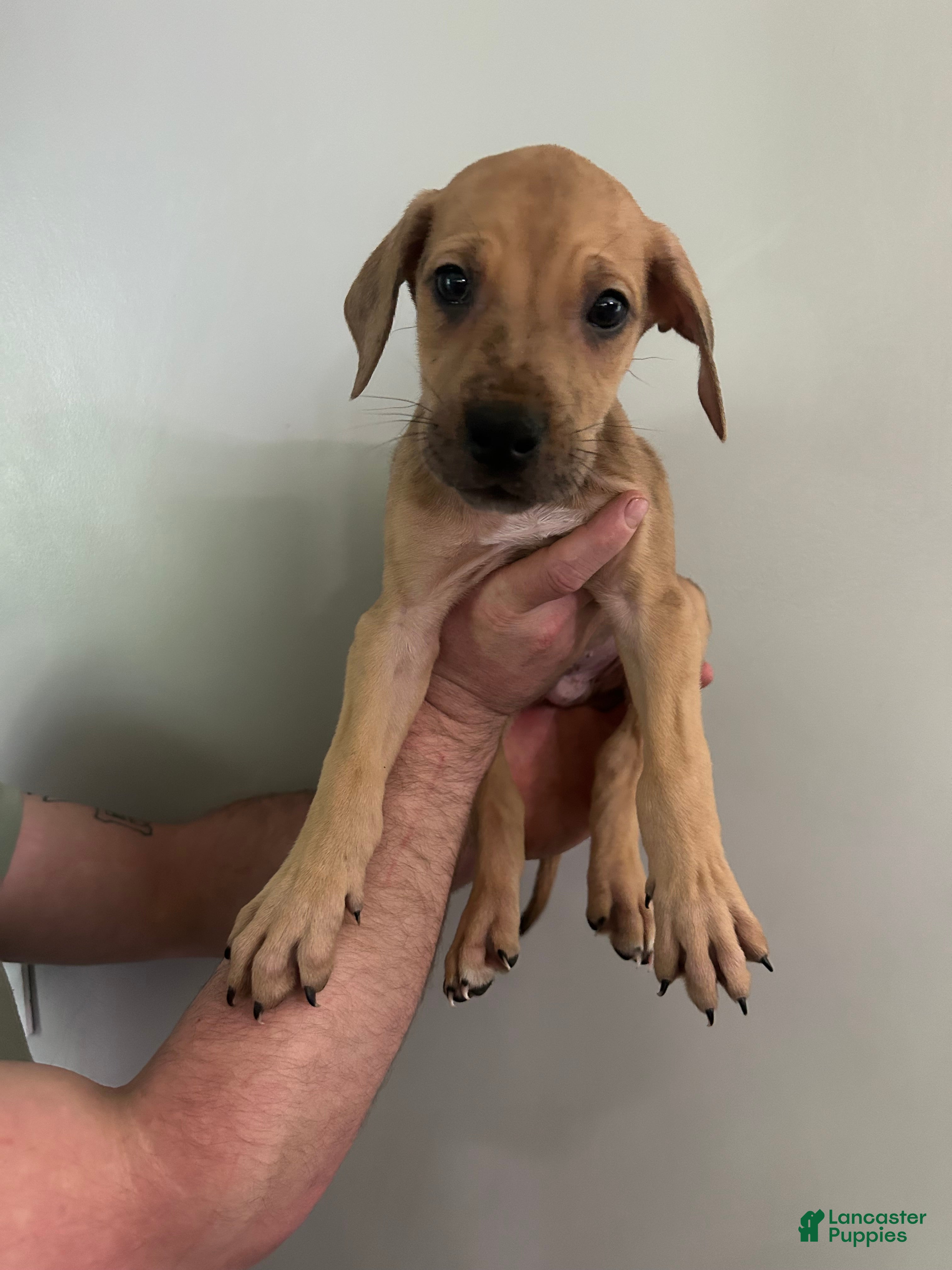 Mixed Breed dogs for sale: Puppy 2 - Ad 1