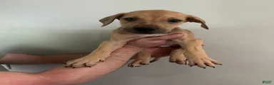 Puppy 2