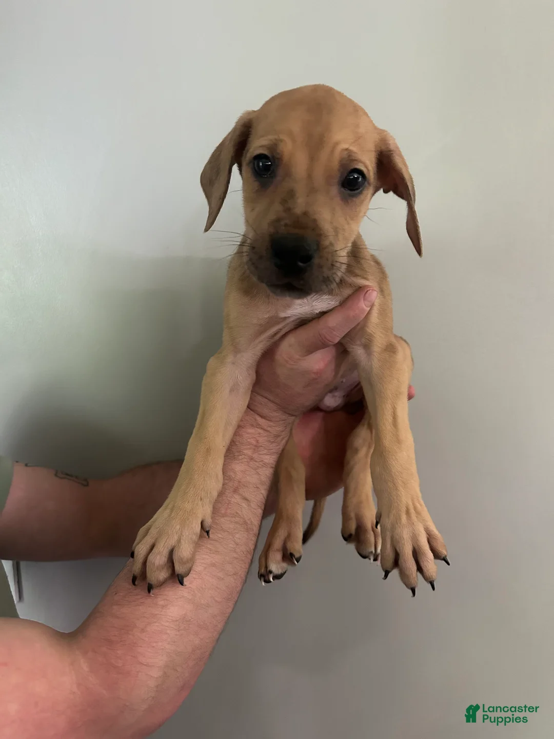 Mixed Breed dogs for sale: Puppy 2 - Ad 1