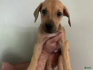 Mixed Breed dogs Puppy 2 - Ad 16