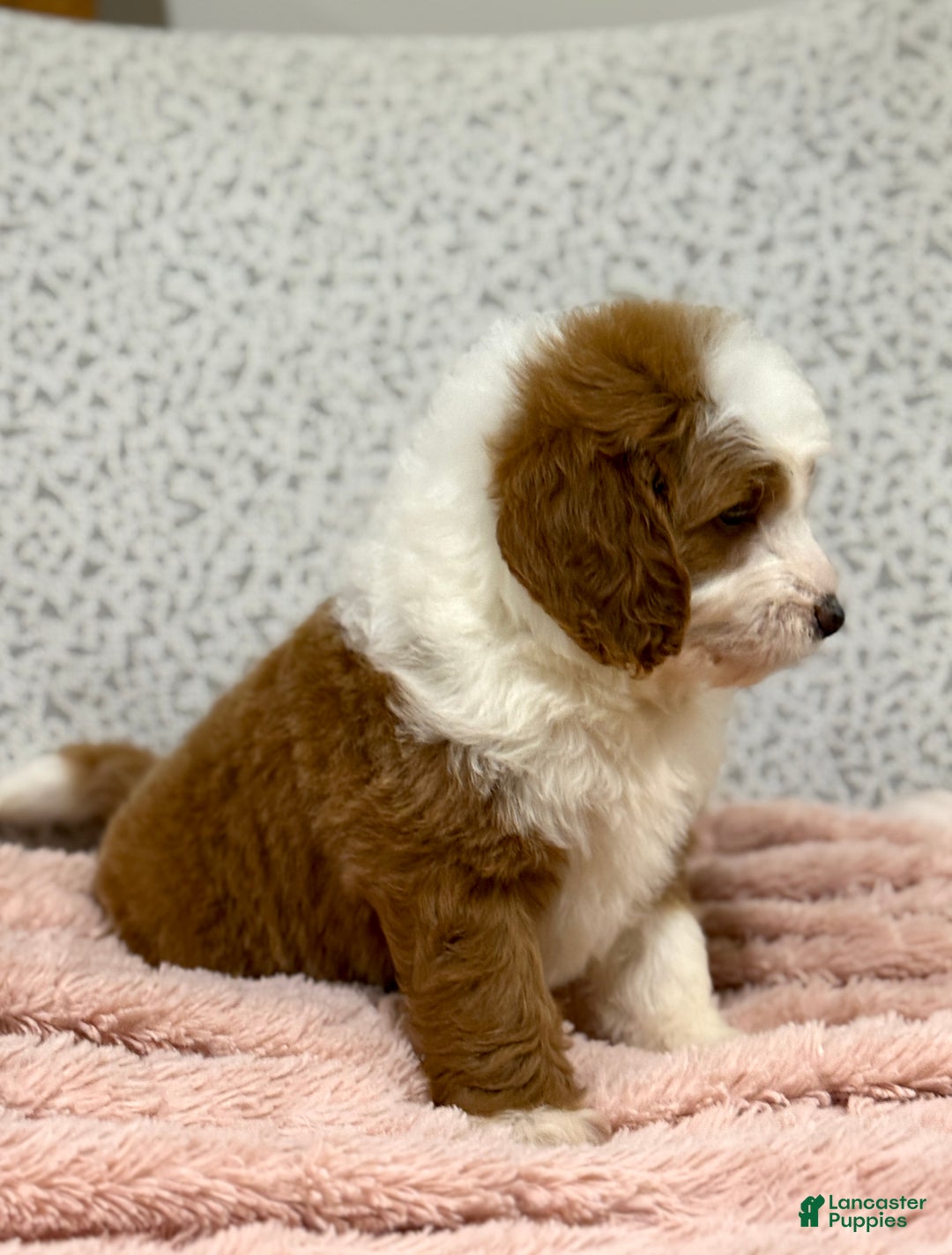 Goldendoodle dogs for sale: Princess - Ad 7