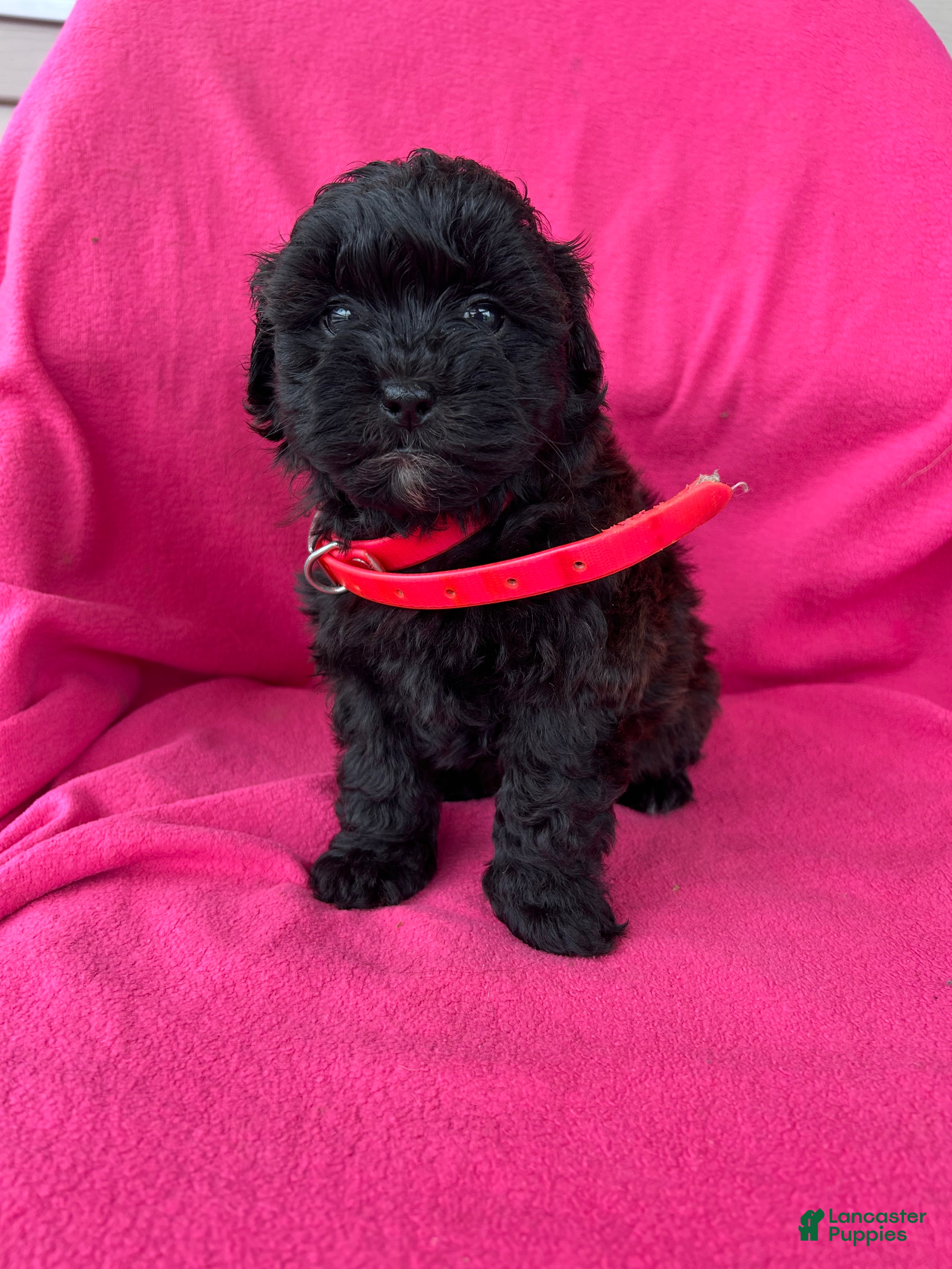 Shihpoo dogs PRECIOUS - Ad 1