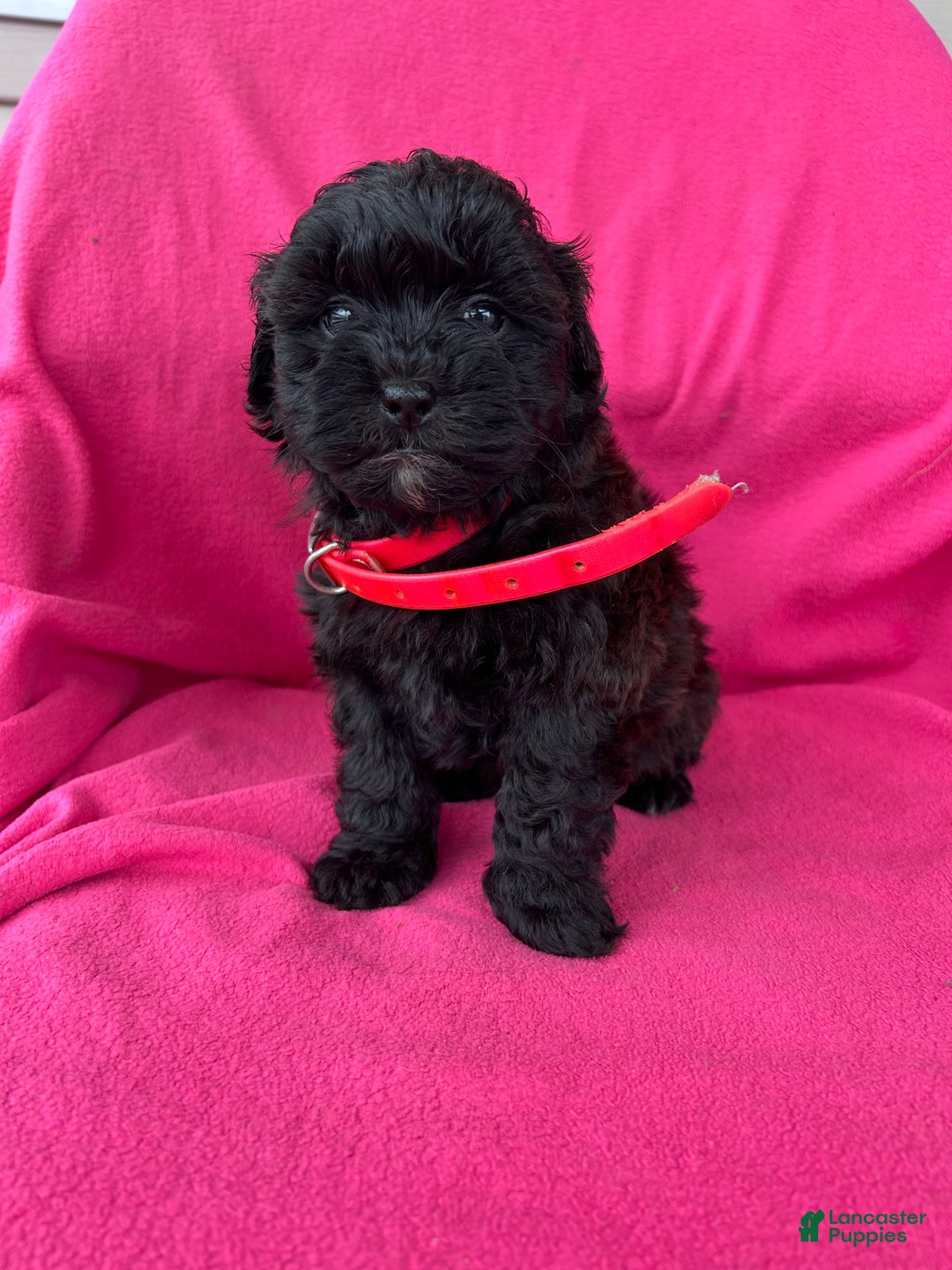 Shihpoo dogs for sale: PRECIOUS - Ad 1