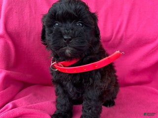 Shihpoo dogs PRECIOUS - Ad 18