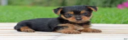 Yorkshire Terrier dogs for sale: Tia - Ad 5