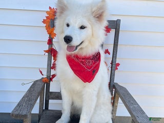 Samoyed dogs Perla - Ad 12