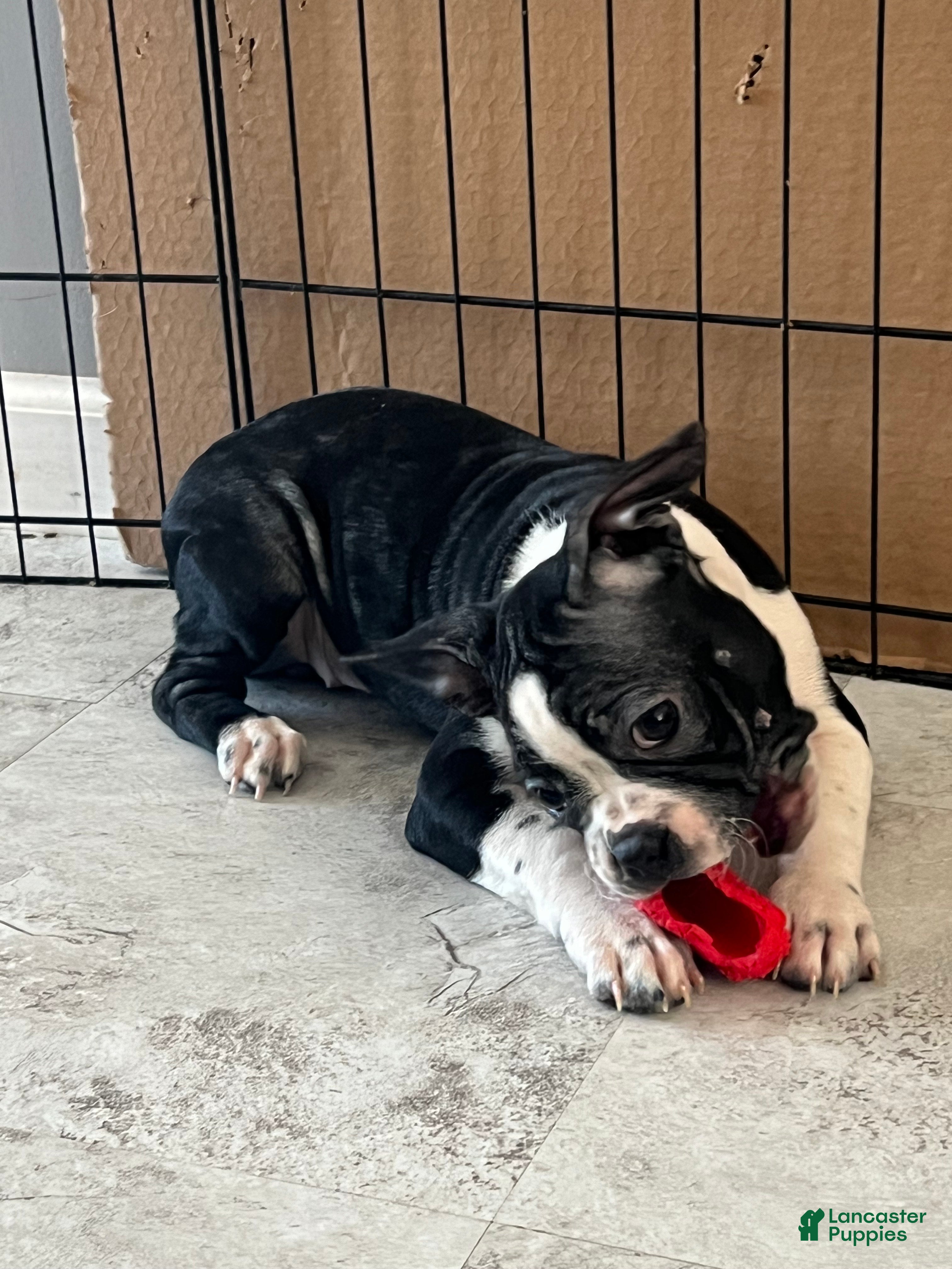 Boston Terrier dogs Yoda may - Ad 35