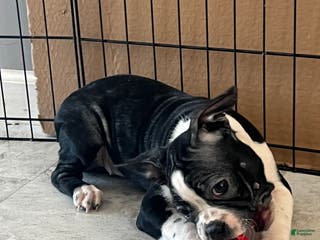 Boston Terrier dogs Yoda may - Ad 35