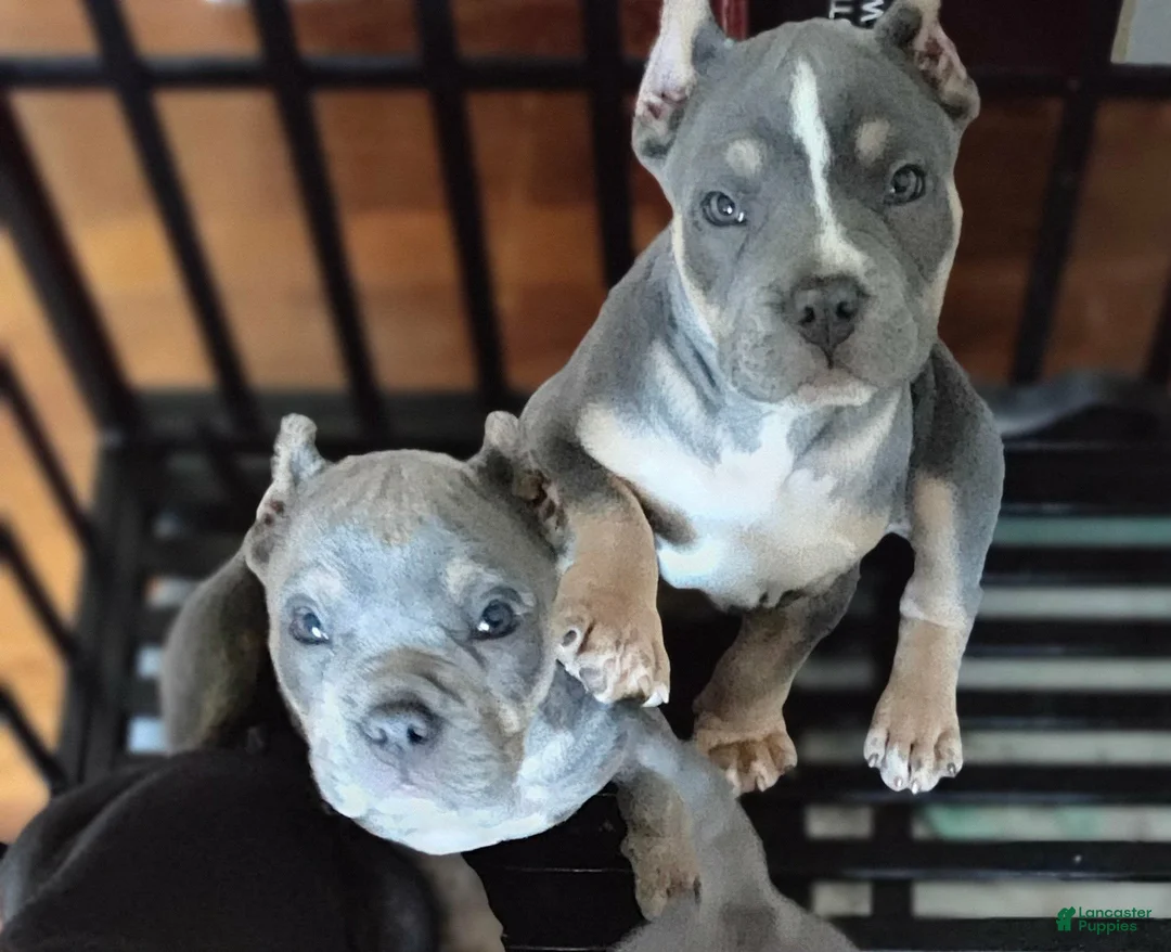 American Bully dogs for sale: American Bully 2 - Ad 1