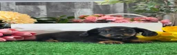 Miniature Dachshund dogs for sale: Donna - Ad 4