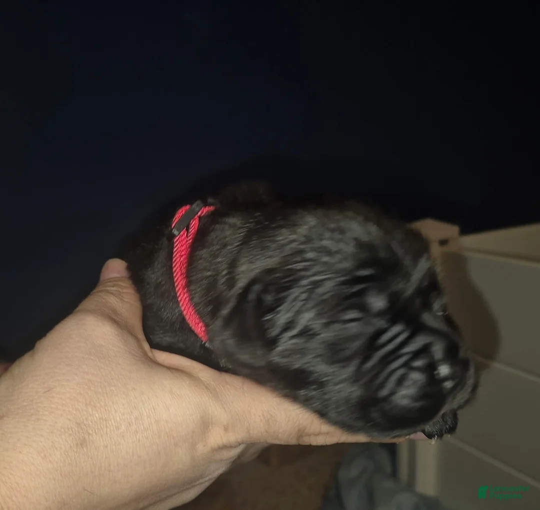 Cane Corso dogs for sale: Cane Corso Puppy 1 - Ad 1