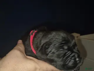 Cane Corso dogs Cane Corso Puppy 1 - Ad 25