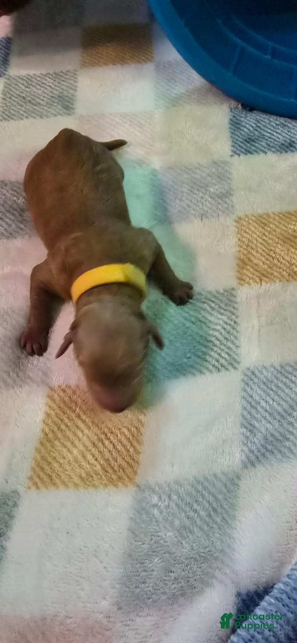 Mini Goldendoodle dogs for sale: bear (male) - Ad 3