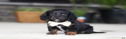 Miniature Dachshund dogs for sale: Jordan - Ad 1