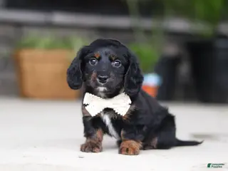 Miniature Dachshund dogs for sale: Jordan - Ad 4