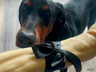 Doberman Pinscher dogs Doberman Pinscher Puppy - Ad 35