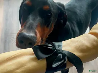 Doberman Pinscher dogs Doberman Pinscher Puppy - Ad 40