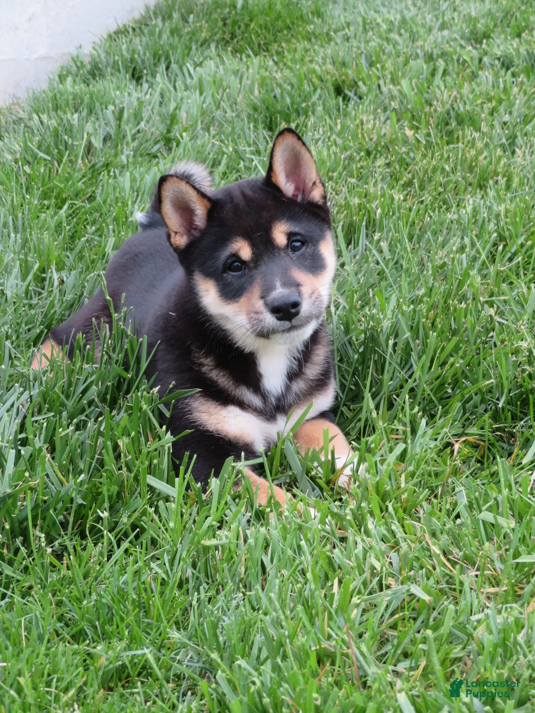Shiba Inu dogs for sale: Blake - Ad 1