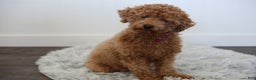 Maltipoo dogs for sale: Milo - Ad 14