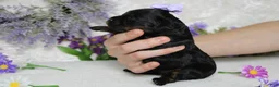Toy Poodle dogs for sale: Pandora  - Ad 7