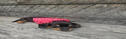 Dachshund dogs for sale: Charlie - Ad 4