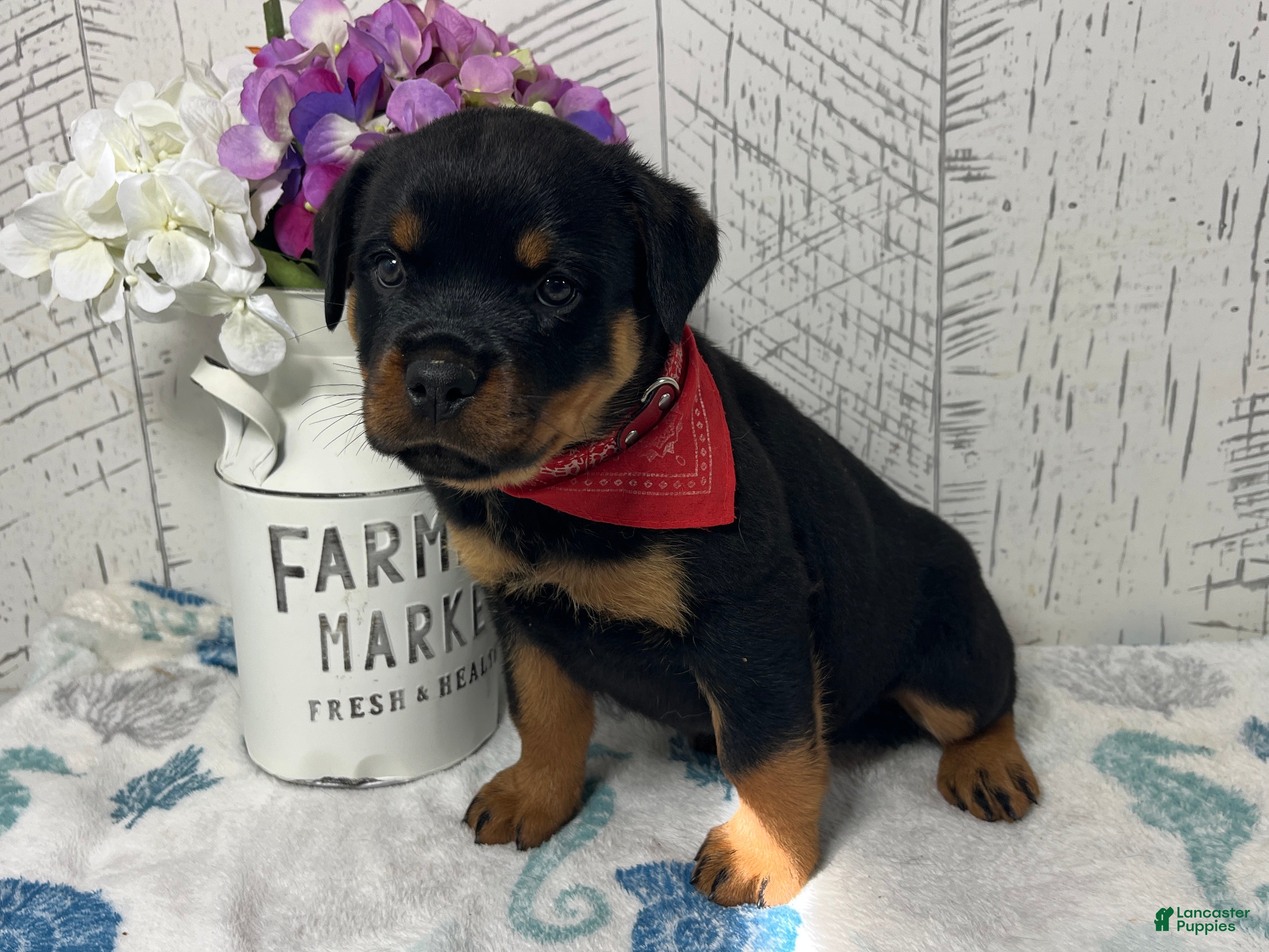 Rottweiler dogs  Betty - Ad 1