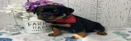 Rottweiler dogs for sale:  Betty - Ad 1