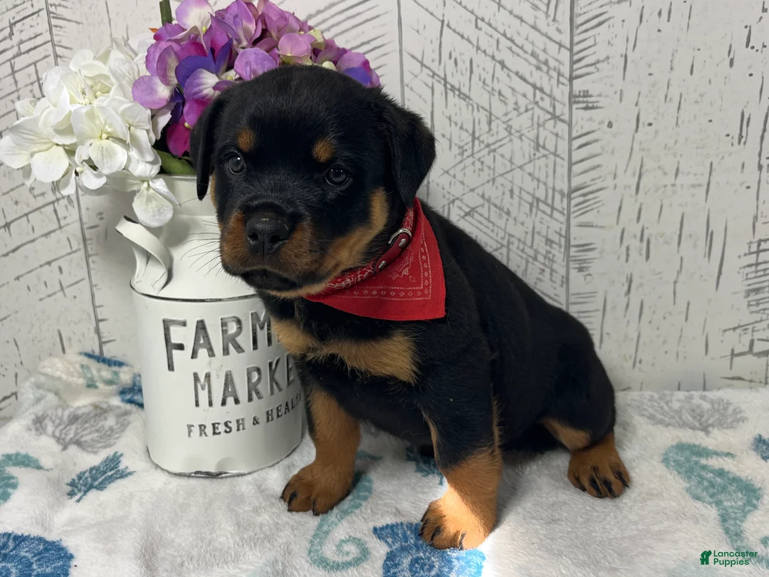 Rottweiler dogs for sale:  Betty - Ad 1