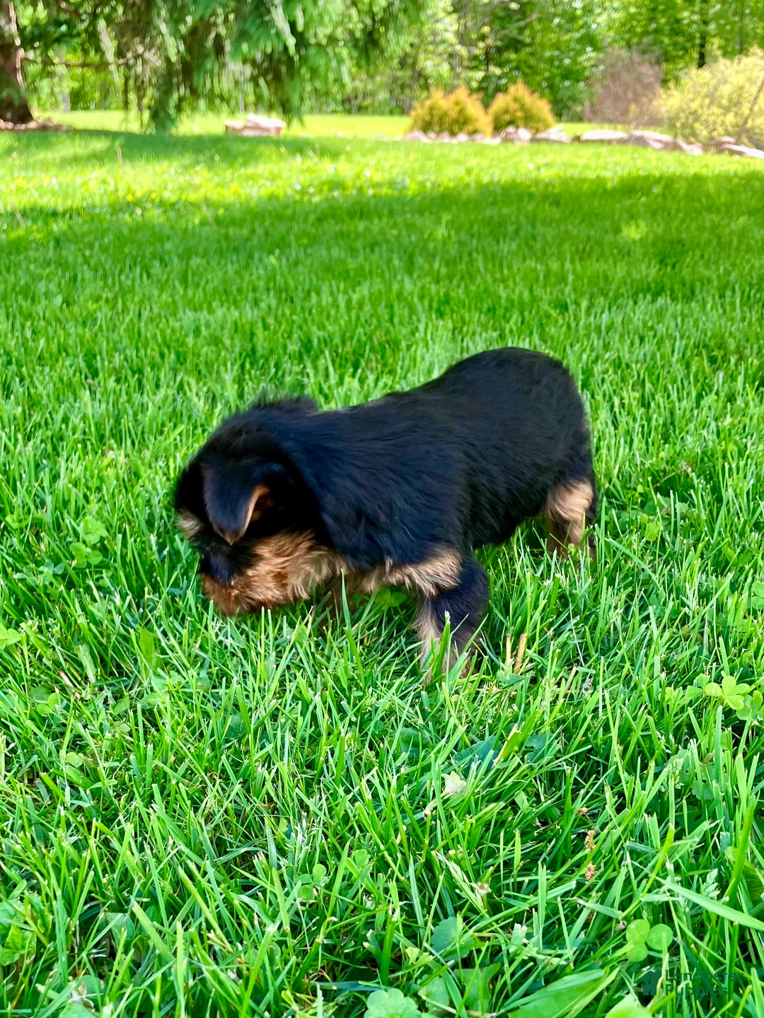 Yorkshire Terrier dogs for sale: Ariel - Ad 10