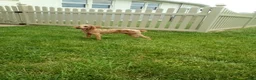 Miniature Poodle dogs for sale: Jance - Ad 11