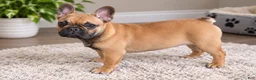 Mixed Breed dogs for sale: Mixed Breed 1 - Ad 2