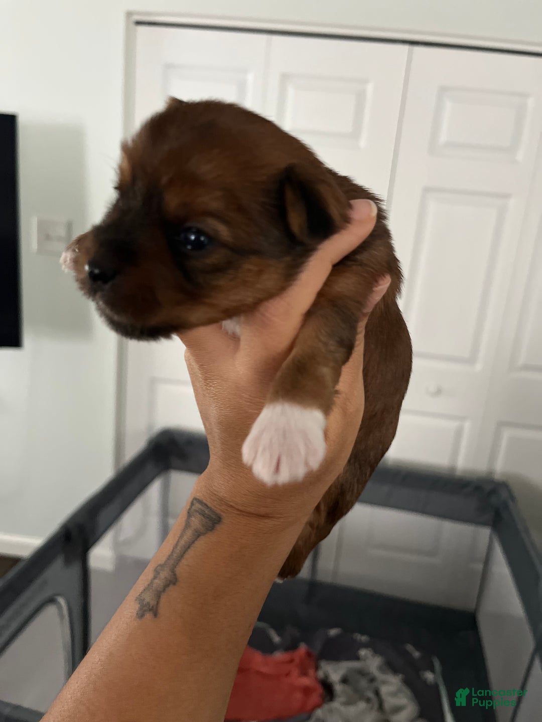 Yorkshire Terrier dogs for sale: Yorkshire Terrier Puppy 1 - Ad 2