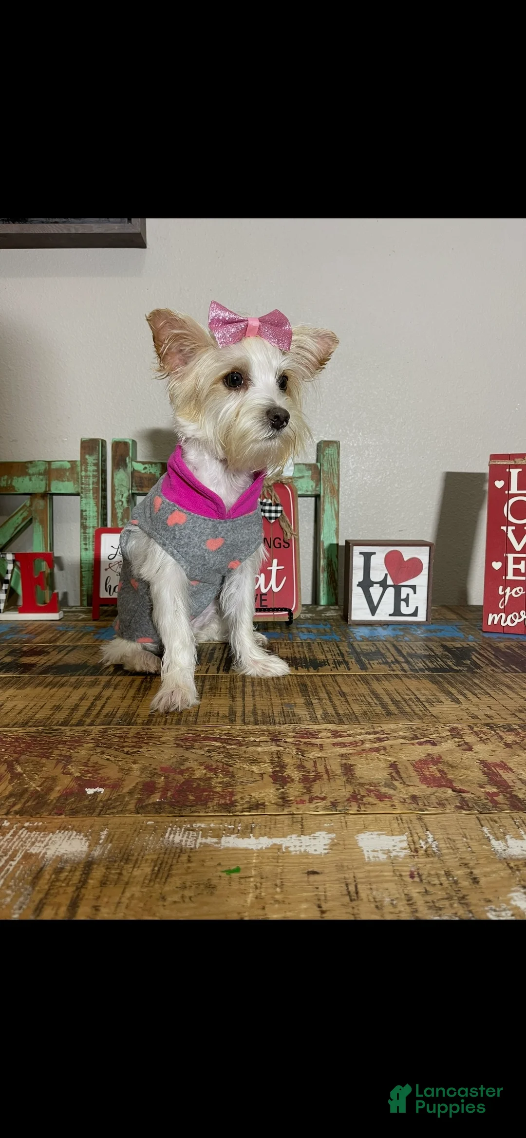 Yorkshire Terrier dogs for sale: Tilly - Ad 6