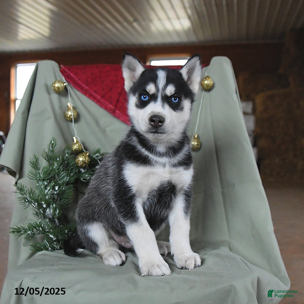 Siberian Husky dogs Copper - Ad 1