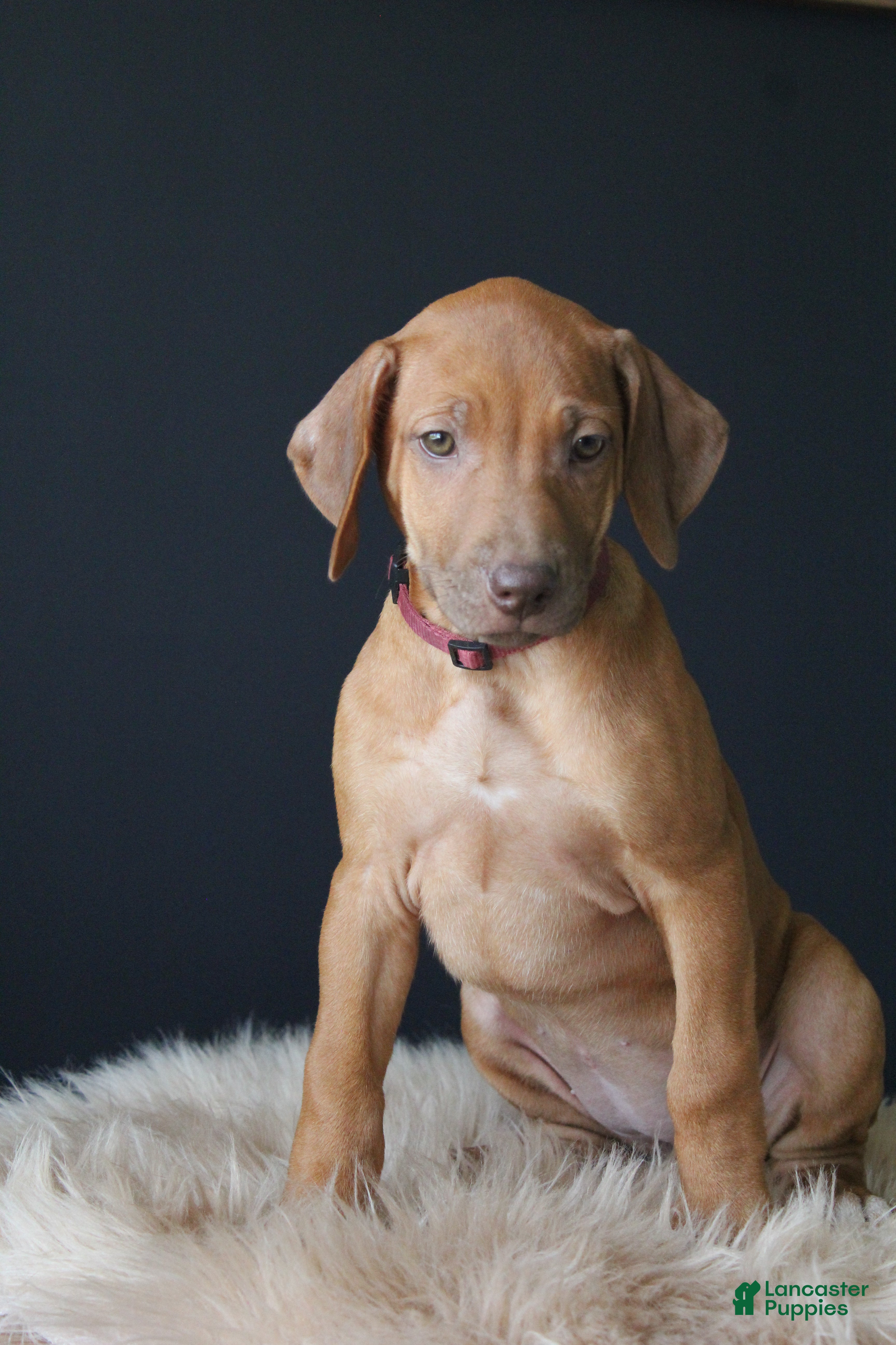 Rhodesian Ridgeback dogs Kylie - Ad 1