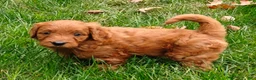 Goldendoodle dogs for sale: Nutmeg - Ad 11