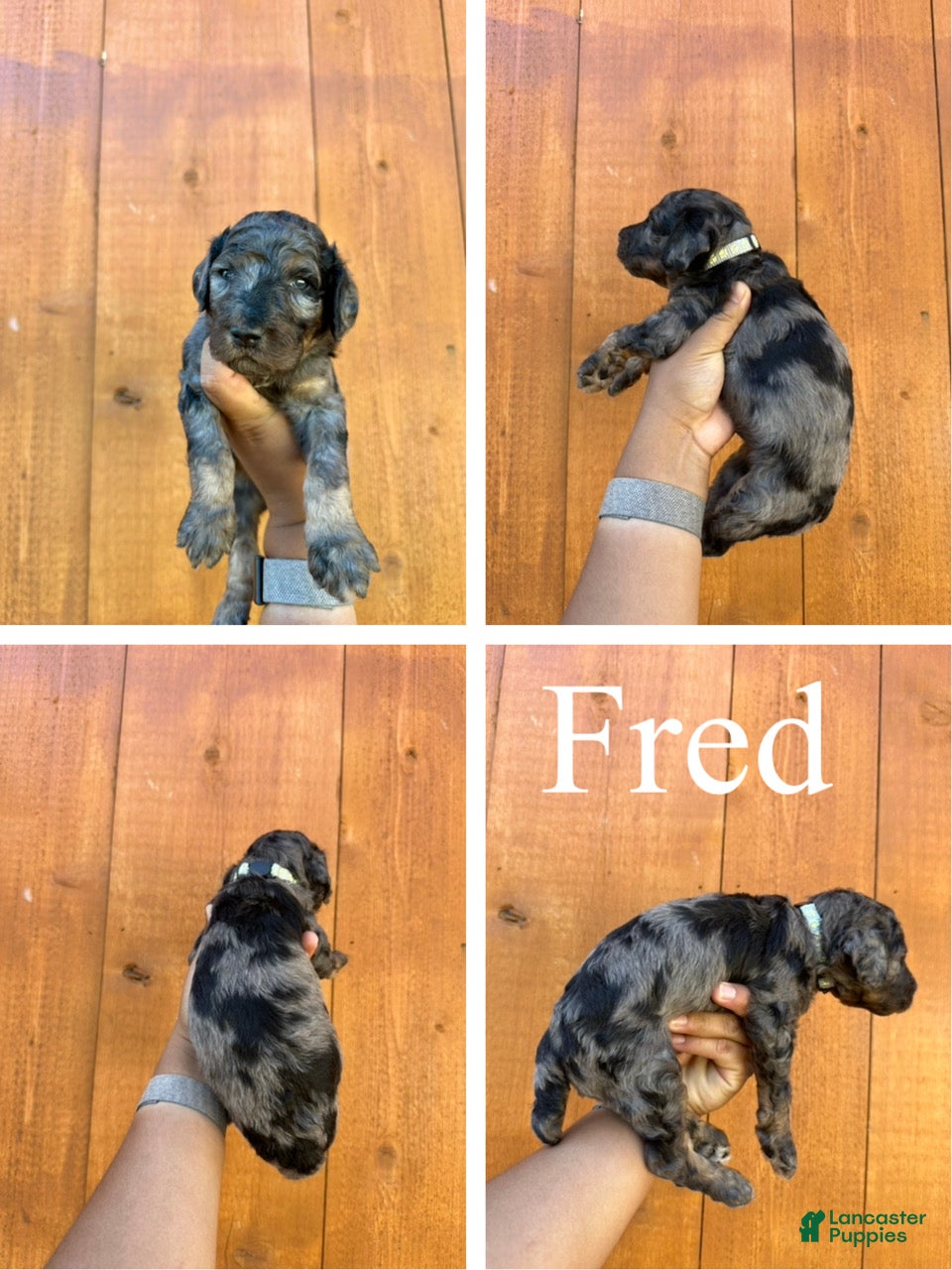 Standard Poodle dogs Fred  - Ad 2