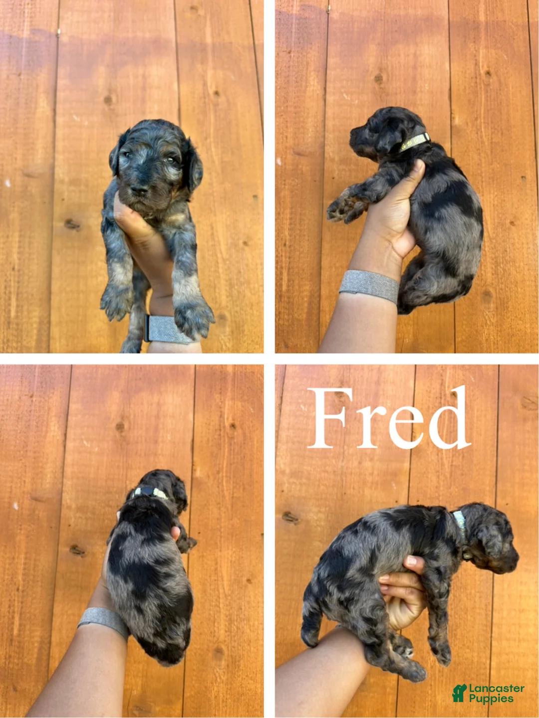 Standard Poodle dogs for sale: Fred  - Ad 2