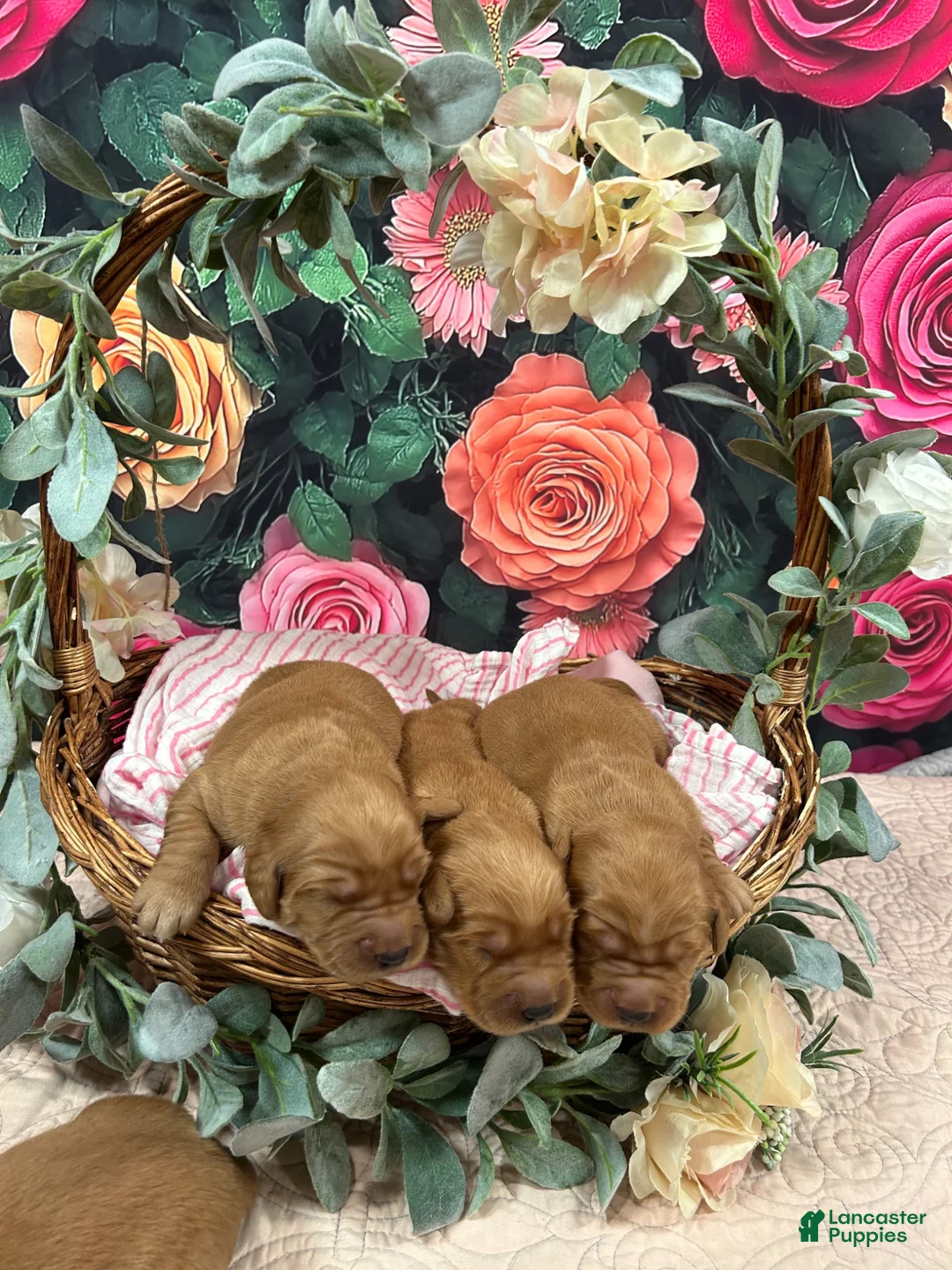 Golden Retriever dogs for sale: Sunshine  - Ad 12
