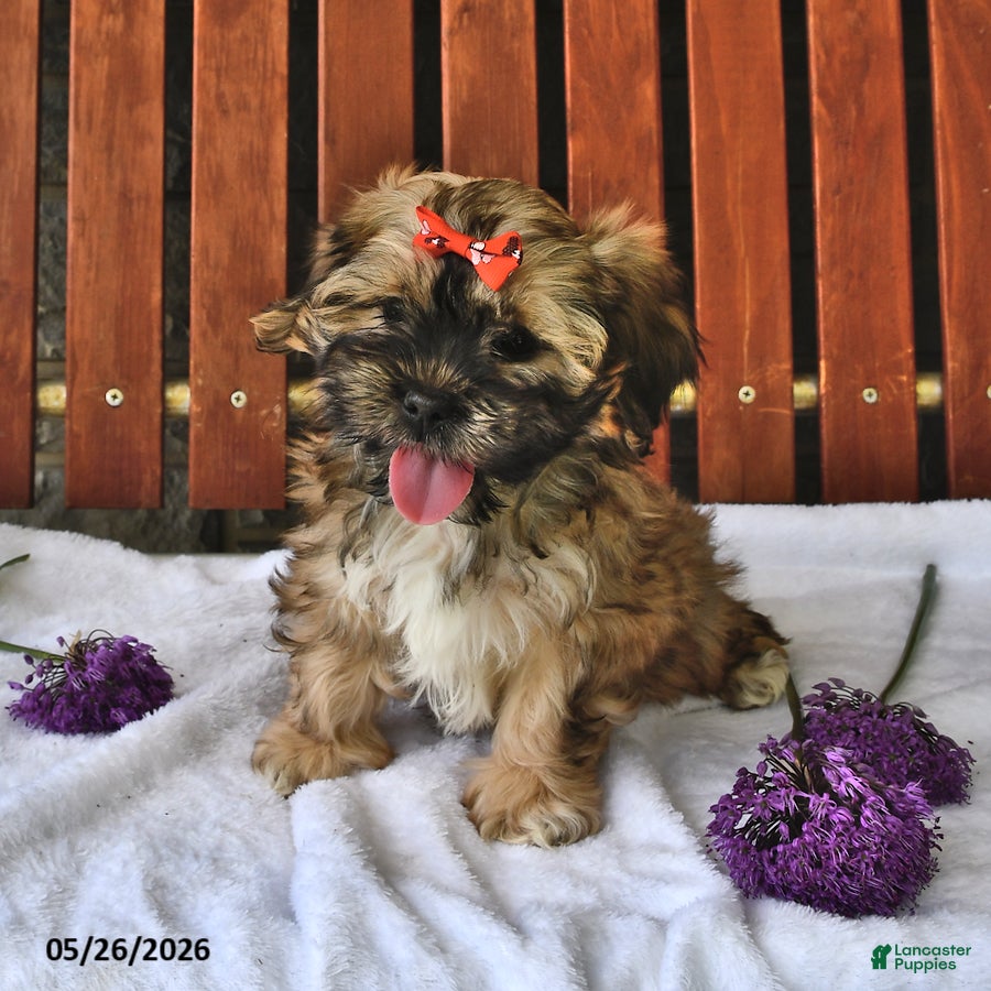 Teddy Bear dogs Alice - Ad 2