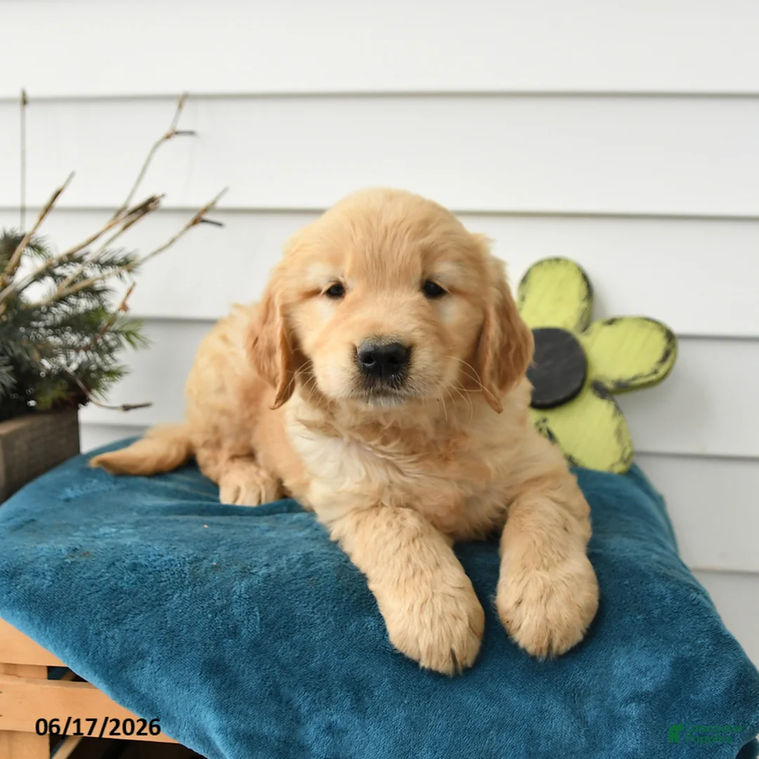 Golden Retriever dogs for sale: Micah - Ad 3