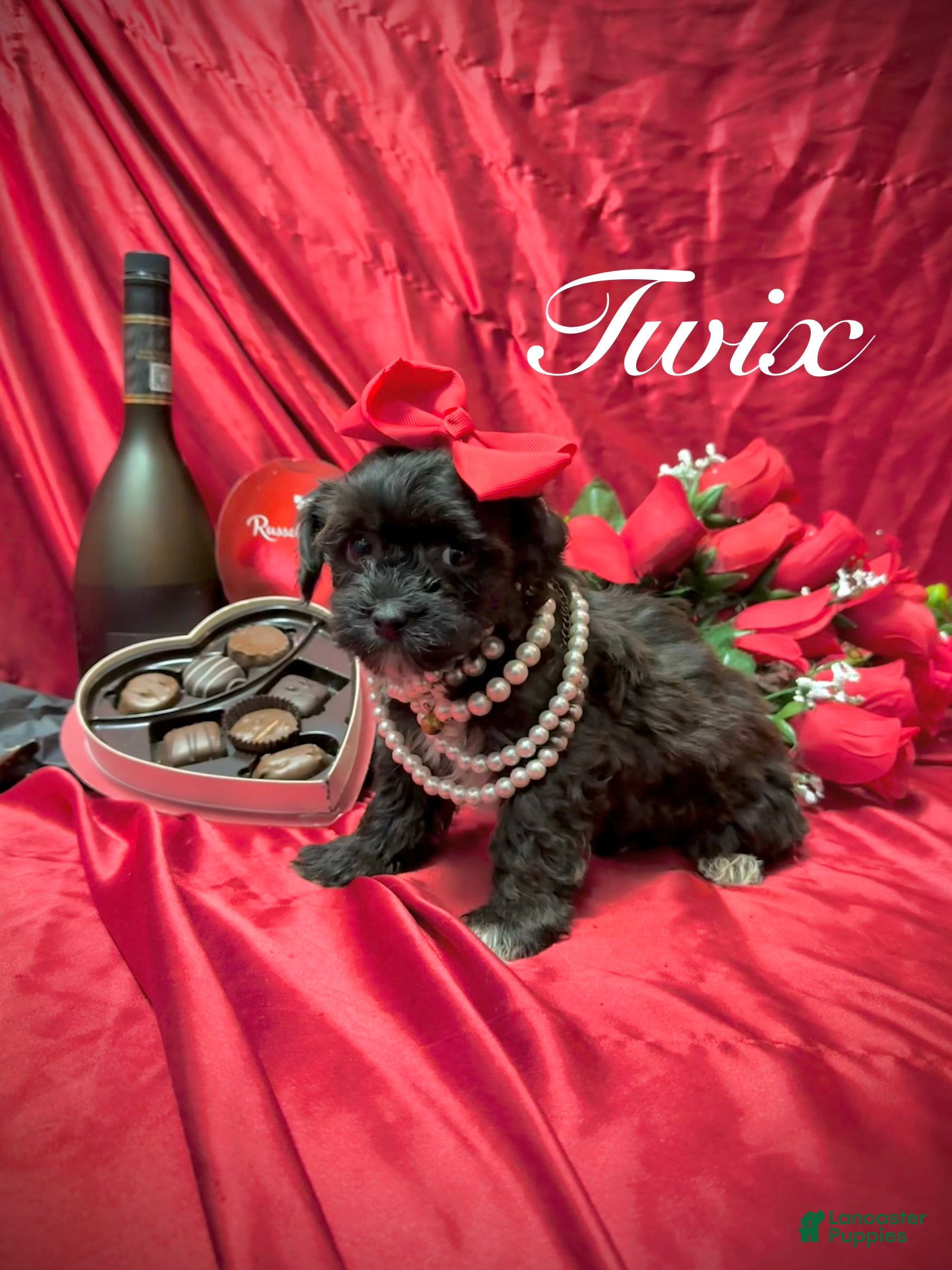 Yorkiepoo dogs Twix  - Ad 2