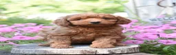 Cockapoo dogs for sale: Raven - Ad 1