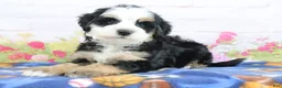 Mini Bernedoodle dogs for sale: Leo - Ad 8