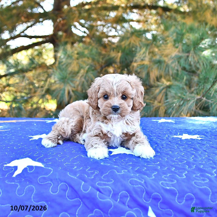 Cavapoo dogs Kaya - Ad 1