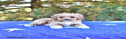 Cavapoo dogs for sale: Kaya - Ad 1